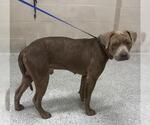 Small American Pit Bull Terrier