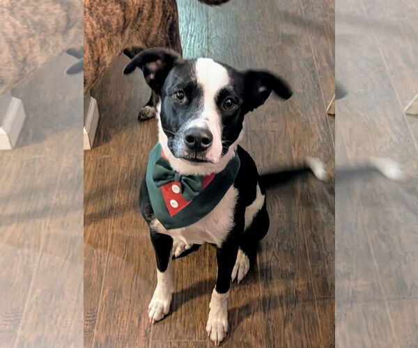 Medium Photo #7 Lab-Pointer Puppy For Sale in Sanford, FL, USA