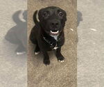 Small #4 American Pit Bull Terrier-Labrador Retriever Mix