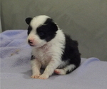 Small Photo #3 Miniature Australian Shepherd Puppy For Sale in ELMHURST, IL, USA