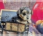 Small #12 Morkie