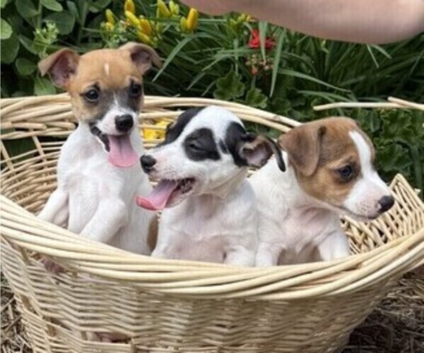 Medium Photo #5 Jack Russell Terrier Puppy For Sale in THORP, WI, USA