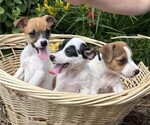 Small #4 Jack Russell Terrier