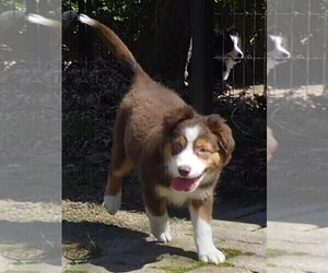 Miniature Australian Shepherd Puppy for sale in HARRISON, OH, USA