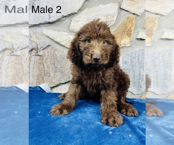 Medium Photo #9 Labradoodle Puppy For Sale in OCALA, FL, USA