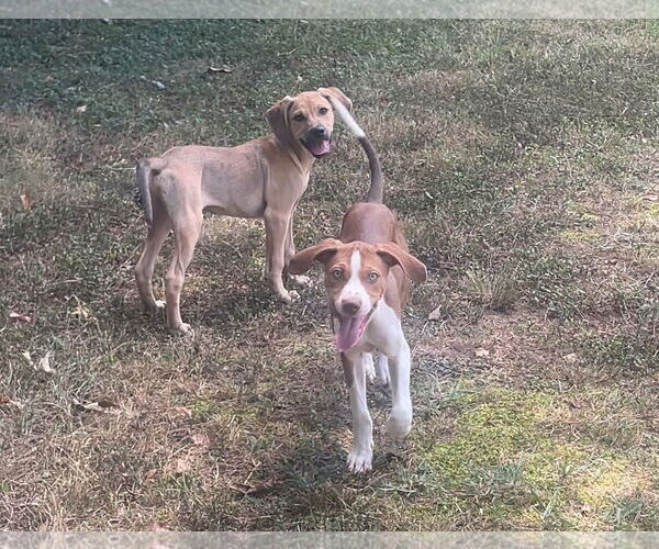 Medium Photo #4 Labbe Puppy For Sale in Atlanta, GA, USA