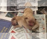 Small Photo #4 Golden Retriever Puppy For Sale in MORRISON, CO, USA