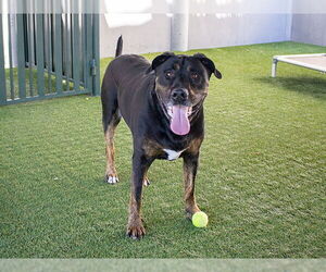 Rottweiler-Unknown Mix Dogs for adoption in Pasadena, CA, USA