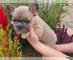 Puppy 4 French Bulldog