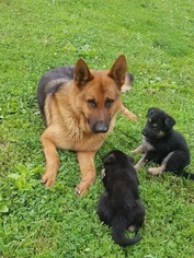 Father of the German Shepherd Dog puppies born on 03/14/2019