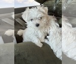 Small Photo #1 Maltese Puppy For Sale in DUBLIN, CA, USA