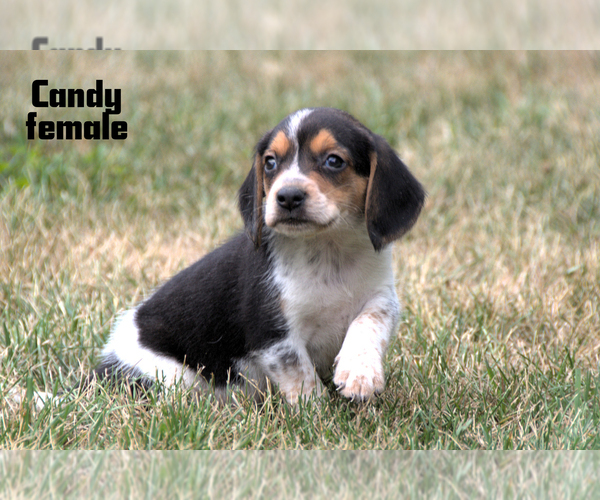 Medium Photo #10 Beagle Puppy For Sale in CLARE, MI, USA