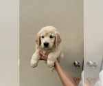Puppy Rosie Golden Retriever