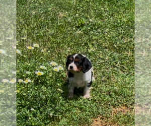 Cavalier King Charles Spaniel Puppy for sale in MOUNT PLEASANT, MI, USA