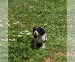 Image preview for Ad Listing. Nickname: Elliot