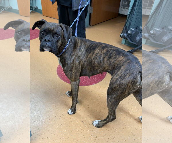 Medium Photo #3 Boxer Puppy For Sale in Dumont, NJ, USA