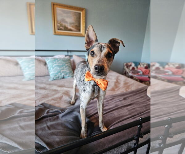 Medium Photo #5 Mutt Puppy For Sale in Garden City, NY, USA