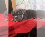 Image preview for Ad Listing. Nickname: Litter of 6