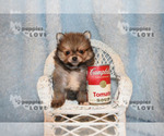 Small Photo #13 Pomeranian Puppy For Sale in SANGER, TX, USA