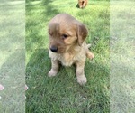 Small #9 Golden Retriever