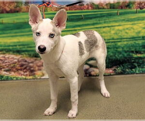 Siberian Husky-Unknown Mix Dogs for adoption in Moreno Valley, CA, USA