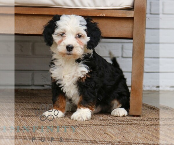 Medium Photo #3 Bernedoodle (Miniature) Puppy For Sale in NARVON, PA, USA