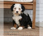 Small #2 Bernedoodle (Miniature)