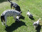 Small Photo #1 Australian Cattle Dog Puppy For Sale in MABLETON, GA, USA