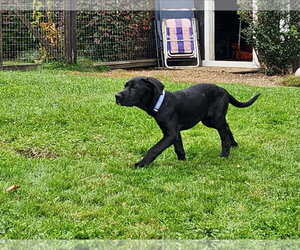Lance - Male Labrador Retriever-Unknown Mix Dog for Adoption - Photo #2