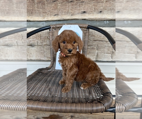 Medium Photo #1 Goldendoodle Puppy For Sale in NIANGUA, MO, USA