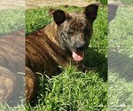 Small Photo #4 Dutch Shepherd -Plott Hound Mix Puppy For Sale in McKinney, TX, USA