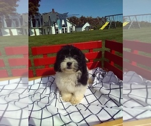 Zuchon Puppy for sale in MILLERSBURG, OH, USA