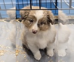 Reba - Female Miniature Australian Shepherd Puppy for Sale - Photo #2