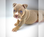 Puppy ARLO American Bully