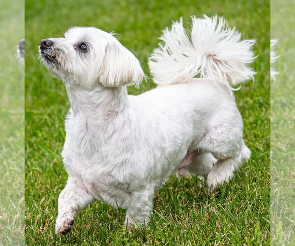 Medium Photo #5 Maltese Puppy For Sale in Arlington, VA, USA