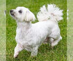 Small #4 Maltese