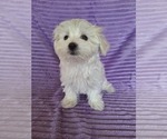Small #3 Maltese