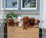 Small #1 Goldendoodle (Miniature)
