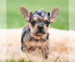Puppy Cookie French Bulldog