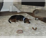 Small #3 Beagle Mix