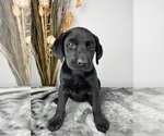 Small #7 Labrador Retriever