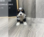 Small Photo #2 Miniature Bernedoodle Puppy For Sale in DONNELLSON, IA, USA