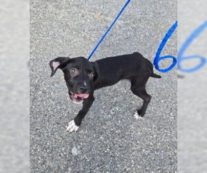 PR 52 Along for the Ride - Male Labrador Retriever-Unknown Mix Dog for Adoption - Photo #2