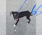 Small Photo #2 Labrador Retriever-Unknown Mix Puppy For Sale in Glen Allen, VA, USA