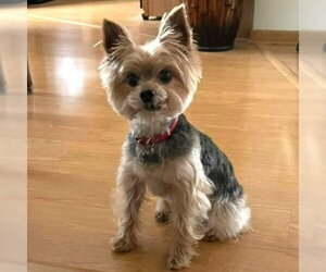 Mutt Dogs for adoption in Minneapolis, MN, USA