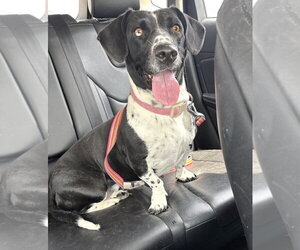 Basset Hound-Unknown Mix Dogs for adoption in Brookville, OH, USA