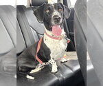 Small Basset Hound Mix
