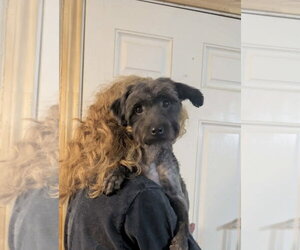 Mutt Dogs for adoption in Grafton, WI, USA