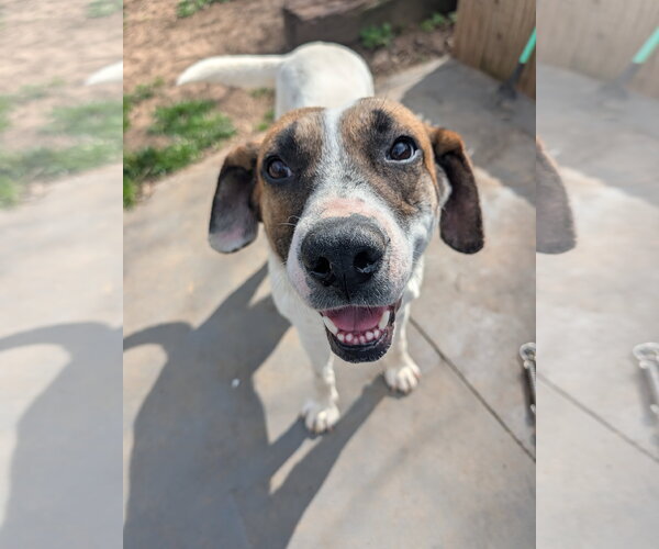 Medium Photo #6 Treeing Walker Coonhound-Unknown Mix Puppy For Sale in Green Forest, AR, USA