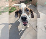 Small #5 Treeing Walker Coonhound Mix